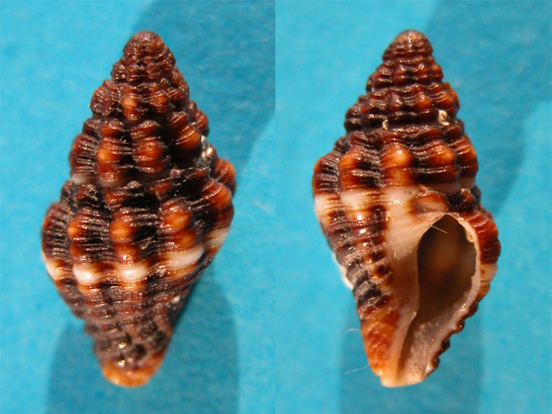 Engina bicolor ?= Pollia dorbignyi